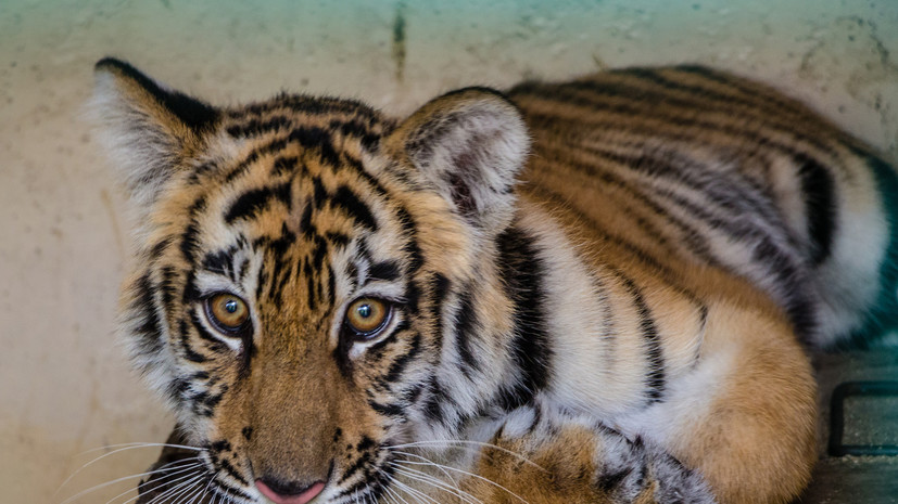 В Хабаровском крае спасли тигрёнка-сироту