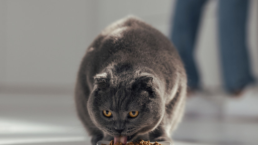 Юрист Хаминский объяснил, в каких случаях питомца могут изъять за долги хозяина