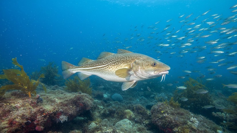 Эксперт заявил о резком сокращении запасов трески в Баренцевом море