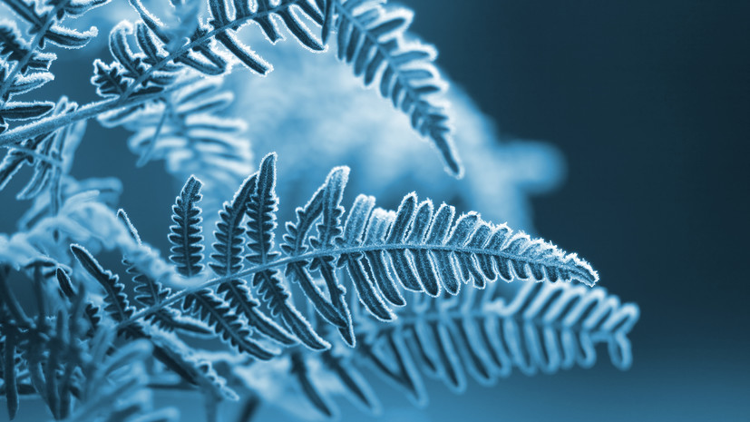 Садовод Туманов: морозы не представляют угрозы для растений