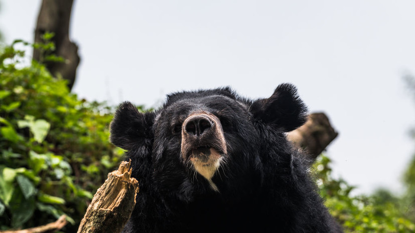 Сахалинские таможенники обнаружили лапы гималайского медведя на судне из Кореи