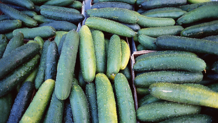 ФАС начала проверку производителей огурцов из-за роста цен