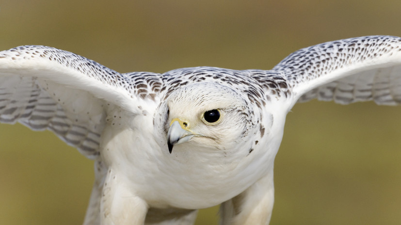 На Ямале исследовали происхождение популяции редких кречетов