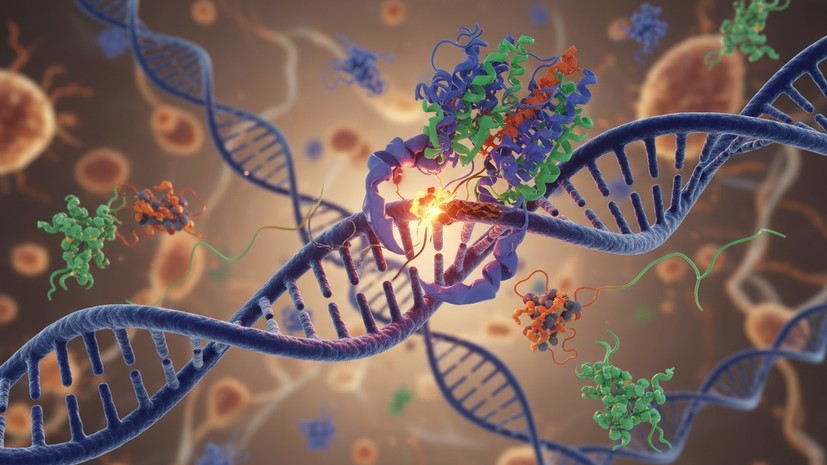 «Обмануть иммунную систему»: учёный — о трансплантации органов свиней человеку и этических проблемах