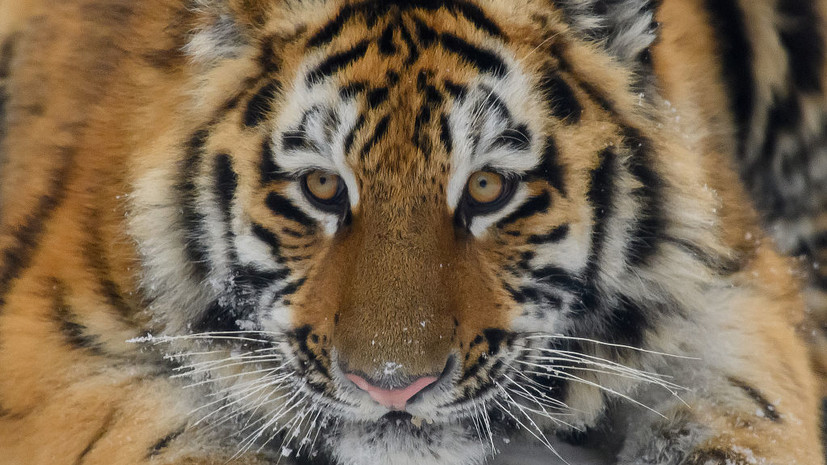 Мужчина погиб после нападения амурского тигра в Приморье