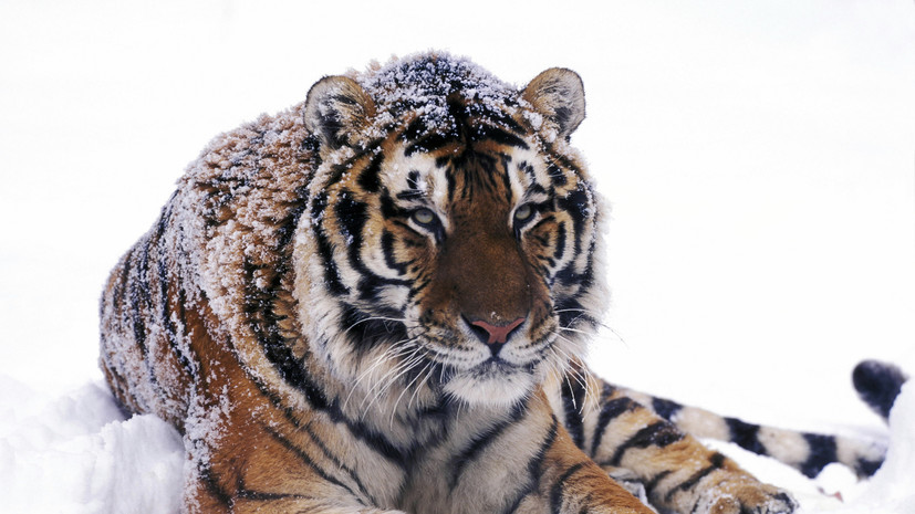 В Приморье ищут тигра, убившего человека