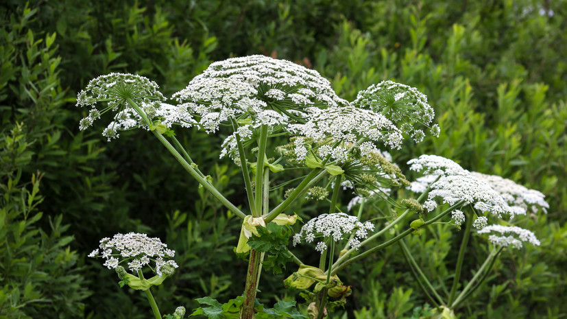 Дачников предупредили о штрафах за борщевик с 1 марта 2026 года