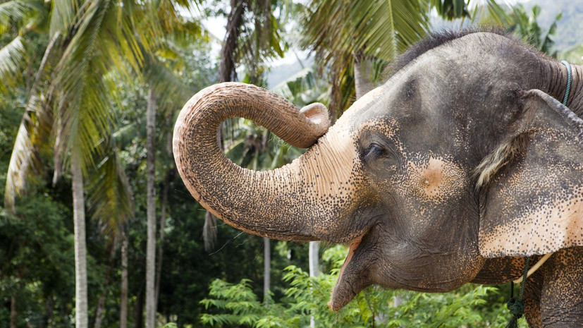 Посол: в 2025 году Таиланд посетили почти 1,9 млн российских туристов