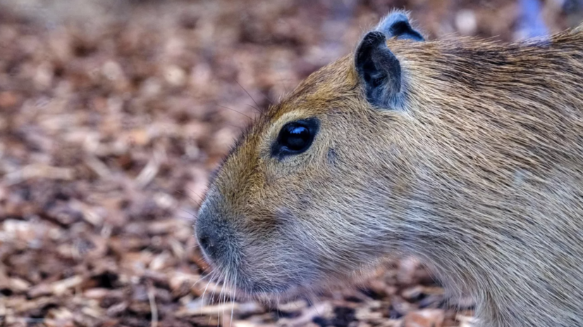 В Московском зоопарке рассказали, как проводят зиму капибары