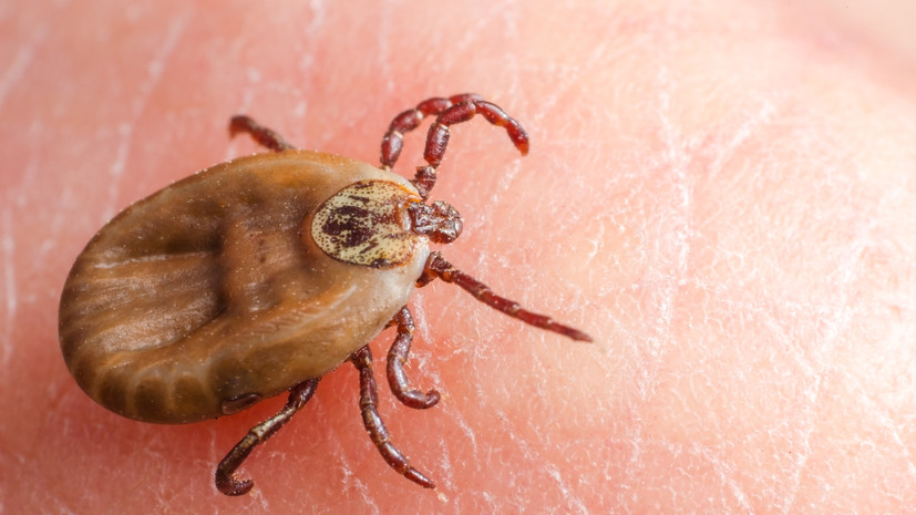 Невролог Демьяновская рассказала о действиях после укуса клеща
