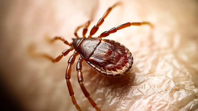 Россиянам раскрыли, как снежная зима влияет на активность клещей
