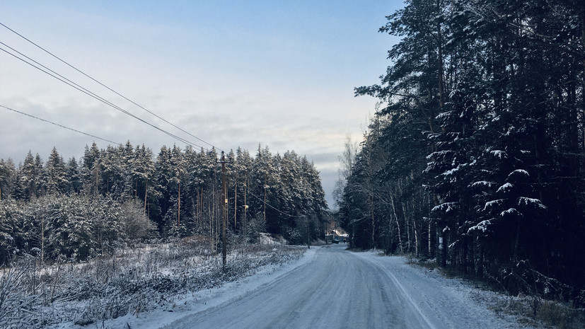 СК завершил расследование дела о незаконной рубке леса в Калининградской области