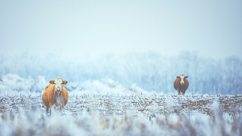 Доцент Кырлан рассказал о порядке действий при появлении фермы у соседей