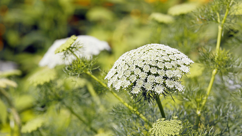 В России с 1 марта введут штрафы до 700 тысяч рублей за опасные растения на даче