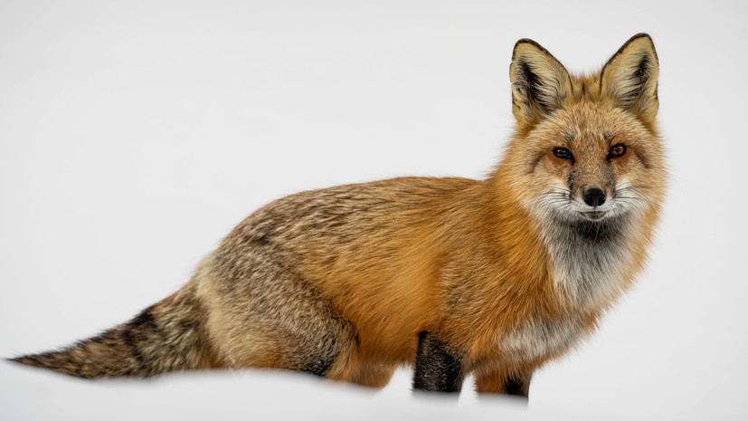 Вирусолог Уманский: здоровая лиса к человеку не подойдёт