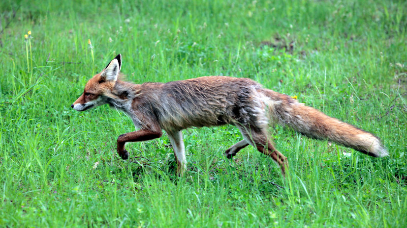 Карантин по бешенству введён в одном из сёл Амурской области