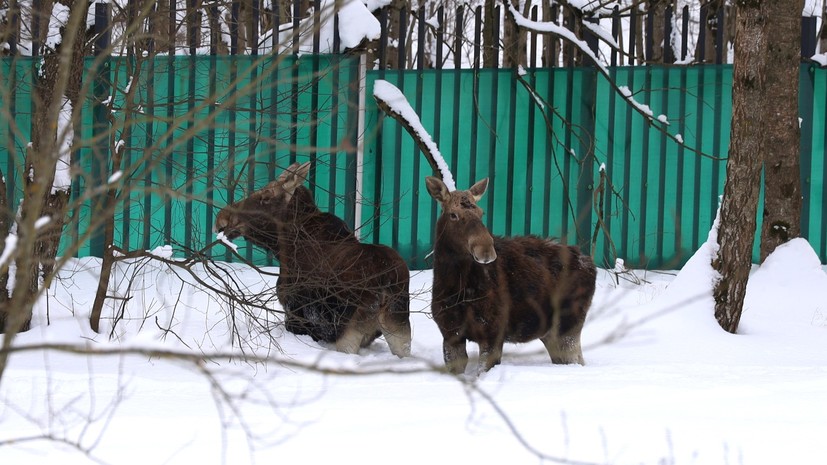 Двое лосей заблудились на стройке в Москве и при помощи спасателей вернулись в лесопарк