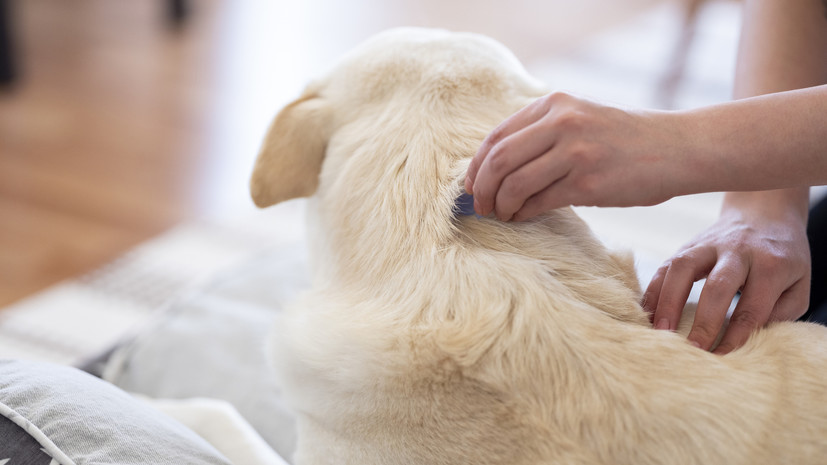 Кинолог Голубев объяснил, как выбирать средство против клещей для собаки