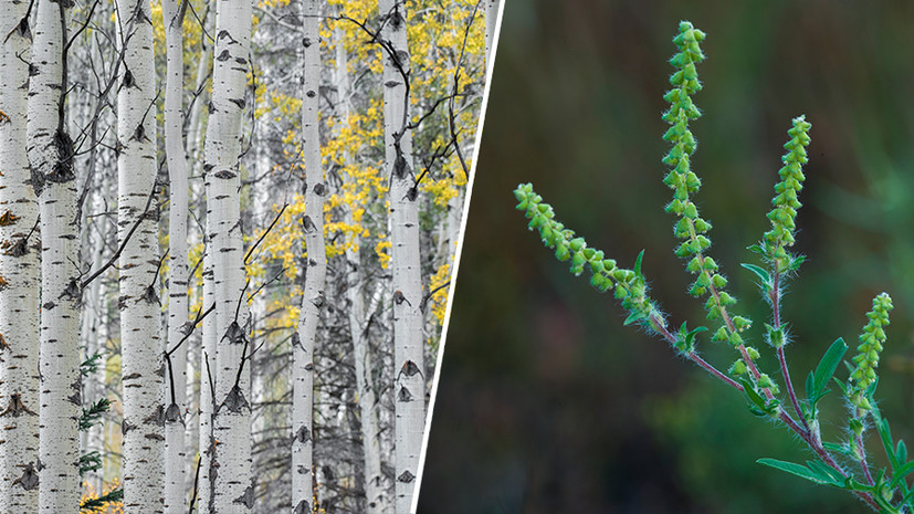 Берёза, ольха, тополь: самые аллергенные растения России