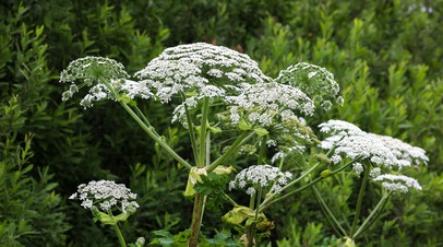 Дачников предупредили о штрафах за борщевик с 1 марта 2026 года