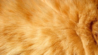 Юрист&nbsp; Хаминский: с 1 марта меха будут маркироваться «Честным знаком»