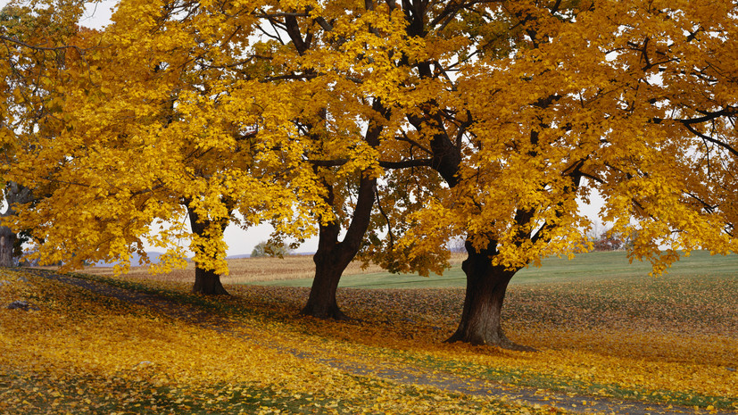 Рослесхоз: с 1 марта за распространение ясенелистного клёна грозит штраф