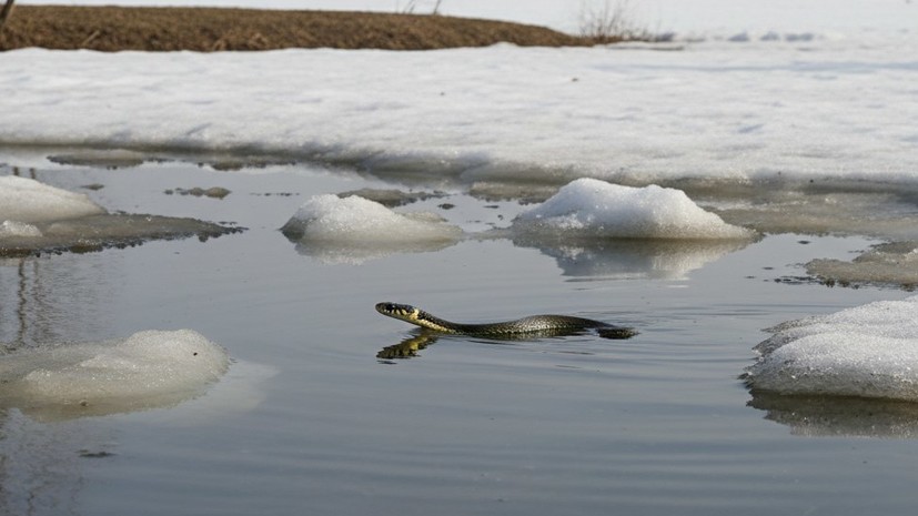 Зоолог: в Москве начали просыпаться ужи