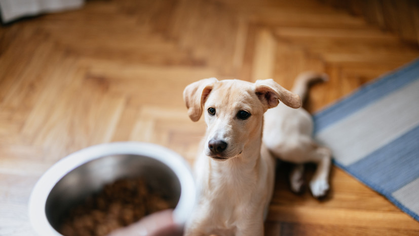Маркировка за три дня заблокировала продажу 190 тысяч упаковок корма для питомцев
