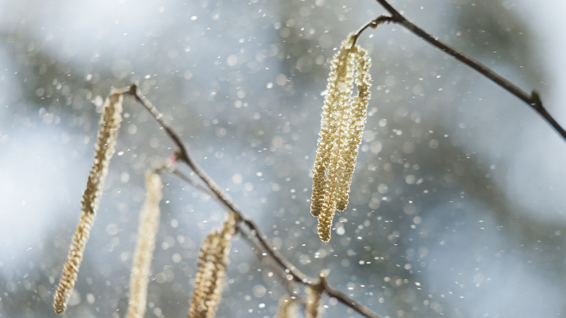 Врач Исмаилов: в начале весны легко перепутать аллергию и инфекцию