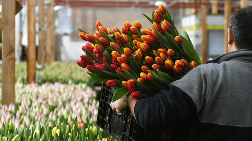 Россиянам объяснили, как не быть обманутыми при покупке сертификата к 8 Марта