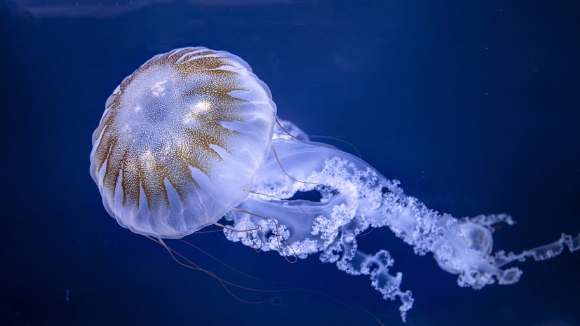 У берегов Антальи появились опасные медузы весом до 10 кг