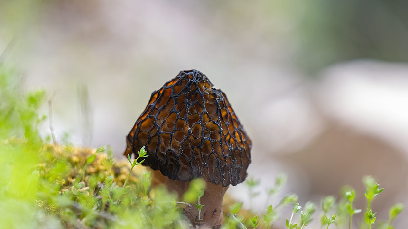 Миколог Вишневский разъяснил, какие грибы можно будет найти в лесу весной
