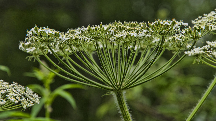 Адвокат Жмурко: за заросший борщевиком участок будут штрафовать