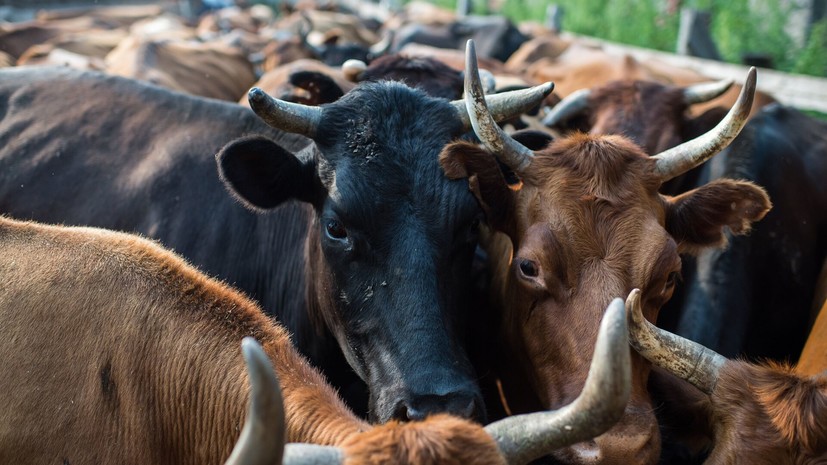 Baza: в Сибири зафиксировали эпидемию пастереллёза