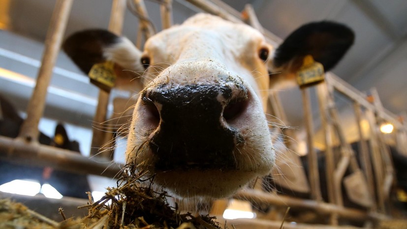 В Новосибирской области изымают домашний скот из-за вспышки бешенства