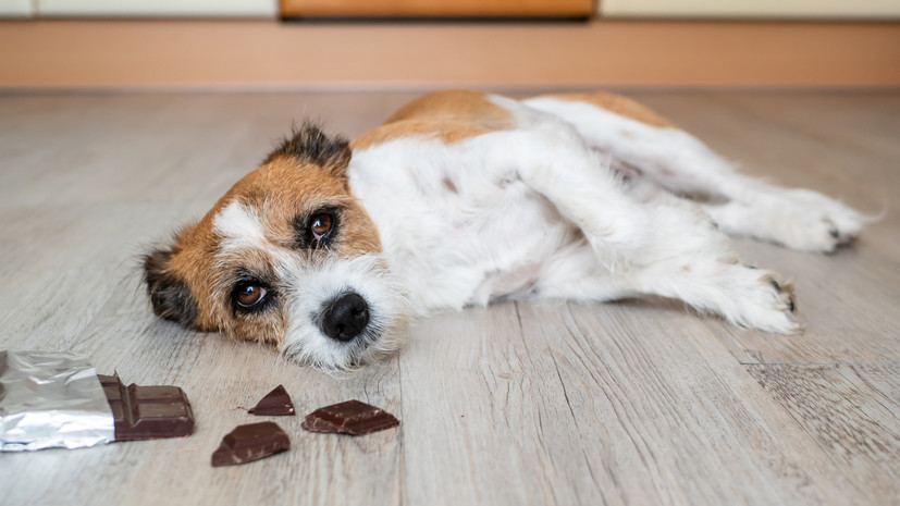 Кинолог Голубев предупредил о смертельной опасности шоколада для собаки