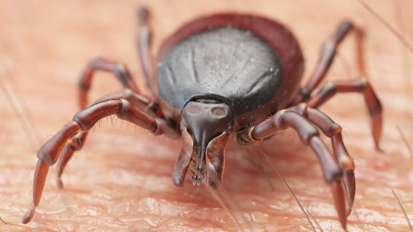 Россиян предупредили, когда можно ожидать начала активности клещей