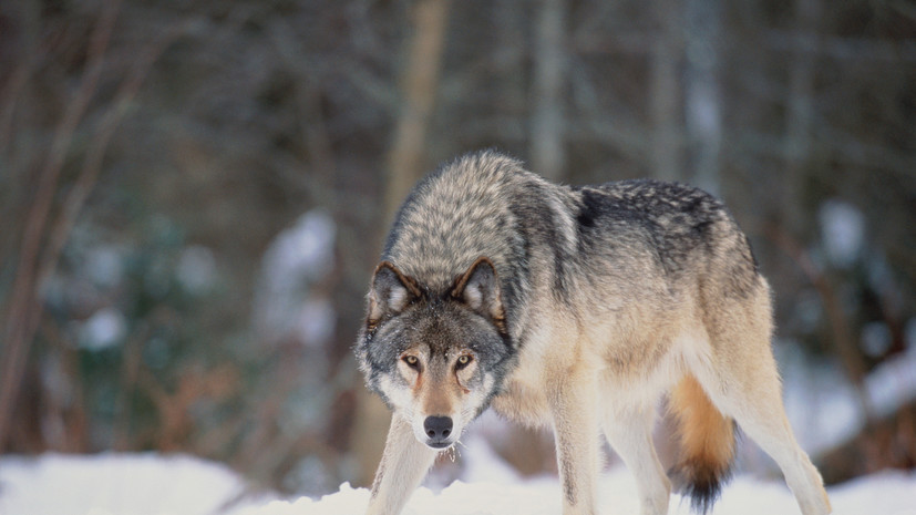 Биолог Сафонов объяснил рост популяции волков в Подмосковье