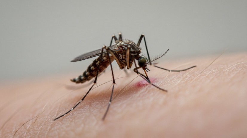 В Роспотребнадзоре заявили, что холодная зима не гарантирует нашествия комаров