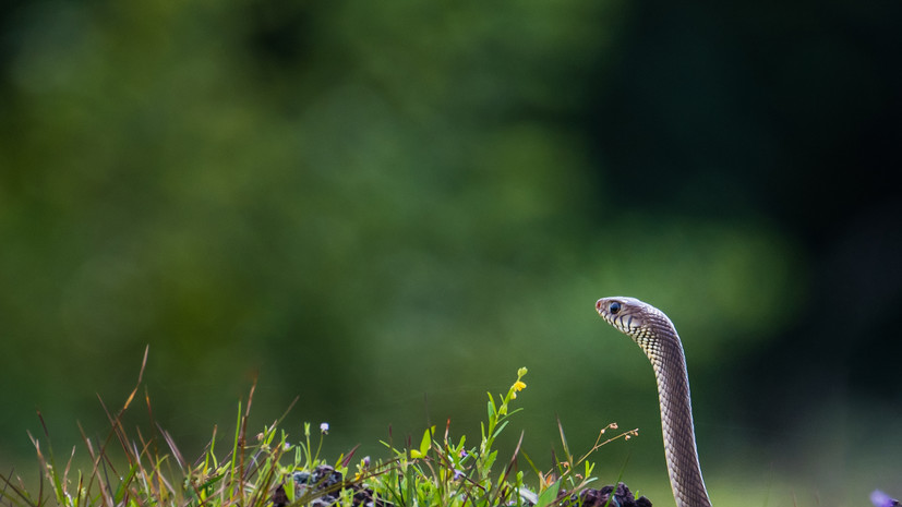 В Департаменте природы Москвы не фиксируют массового пробуждения змей
