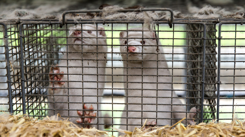 Euractiv: Австрия призвала ЕС запретить пушное звероводство