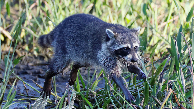 Bild: в Германии предложили награждать за отстрел енотов