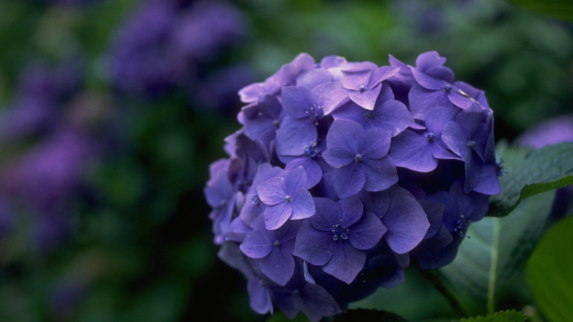 SHOT: из-за наводнения в Колумбии могут пропасть гортензии в России