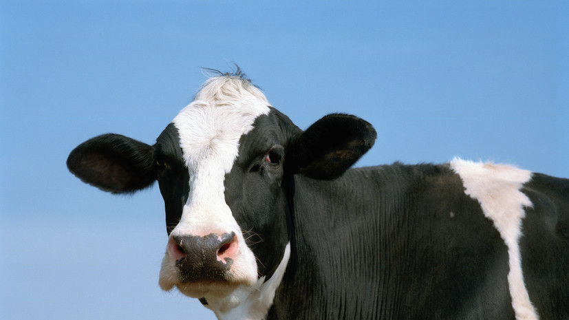 Режим ЧС введён в Новосибирской области из-за бешенства и пастереллёза у скота