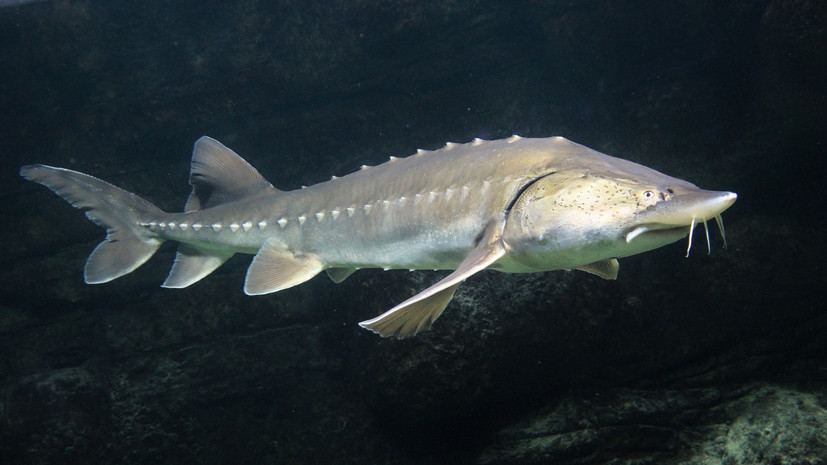 Юрист Русяев: за ловлю белуги и калуги может грозить уголовное наказание