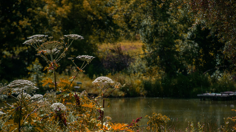 В Подмосковье напомнили о штрафах до 1 млн рублей за борщевик на участке