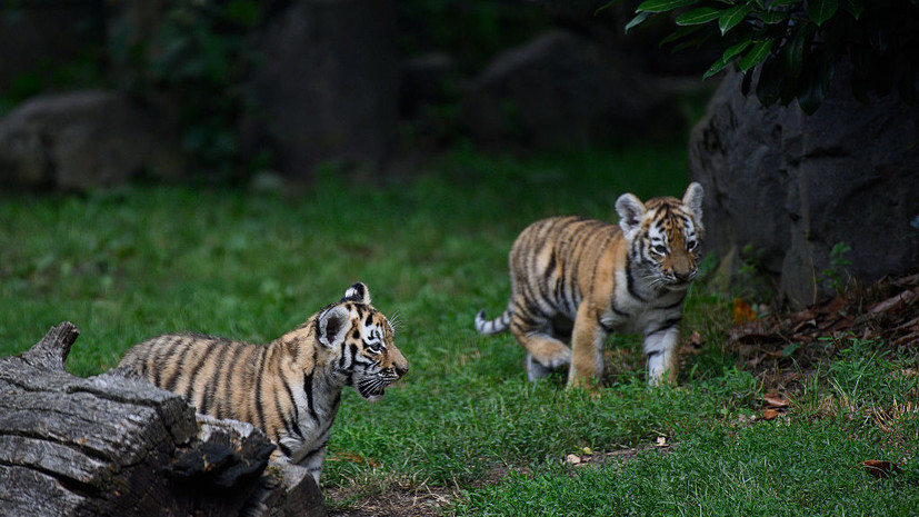 Москвичи проголосовали за имена для амурских тигрят