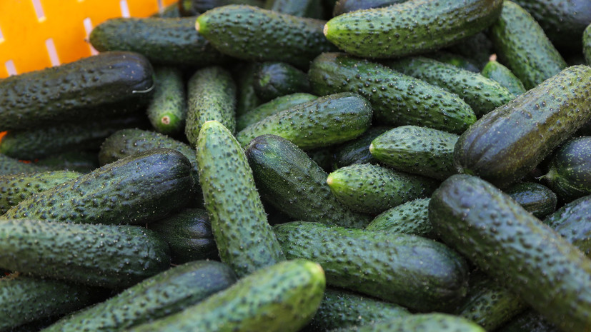 «Газета.Ru»: в России подешевели огурцы