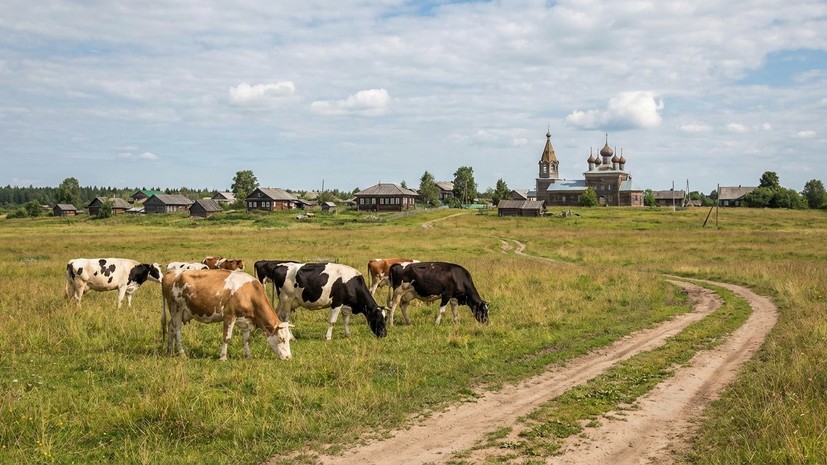 Глава Россельхознадзора рассказал, почему заражённый пастереллёзом скот отправляют на убой