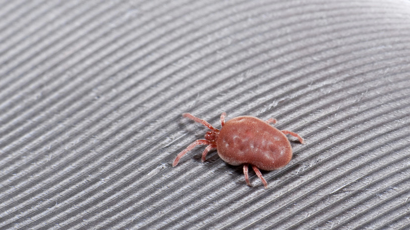 Кинолог Уражевский: собак нужно обязательно обрабатывать от клещей